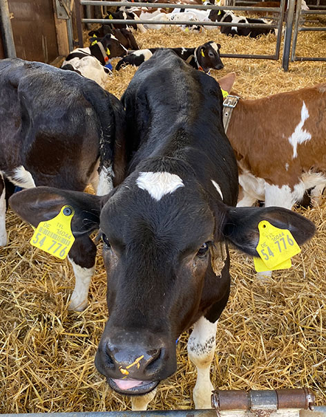 Agrargenossenschaft Elstertal Markersdorf Tierhaltung